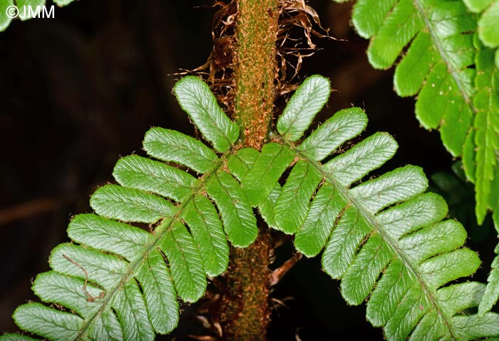 Dryopteris affinis subsp. affinis