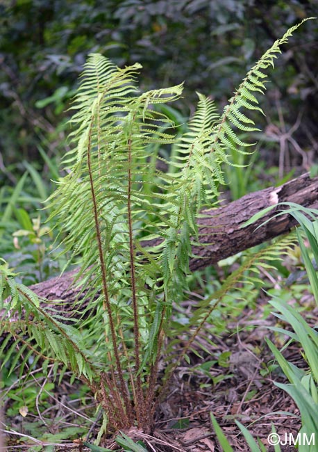 Dryopteris affinis subsp. affinis