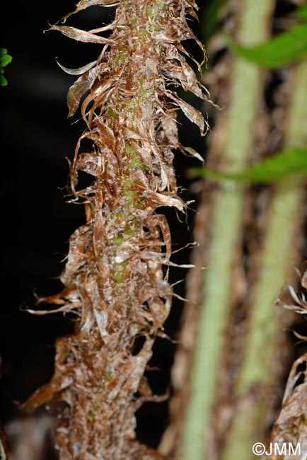Dryopteris affinis subsp. affinis