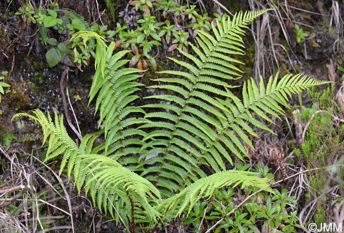 Dryopteris aitoniana