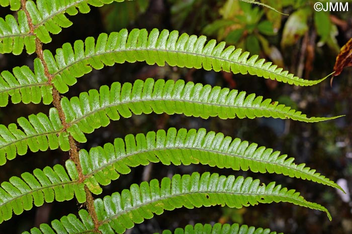 Dryopteris aitoniana