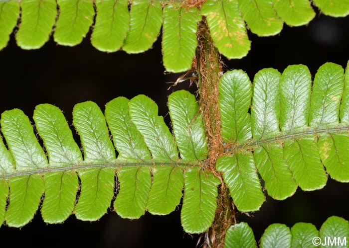 Dryopteris aitoniana