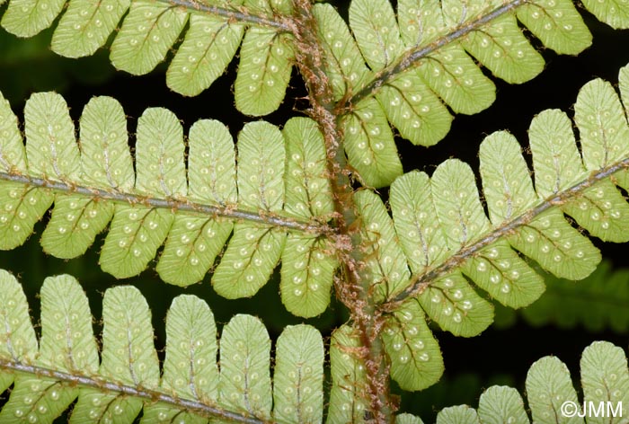 Dryopteris aitoniana