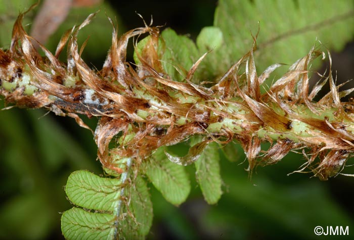 Dryopteris aitoniana