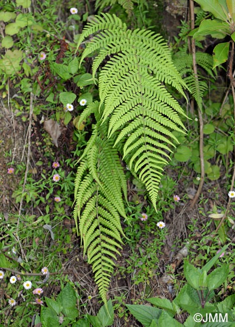 Dryopteris maderensis