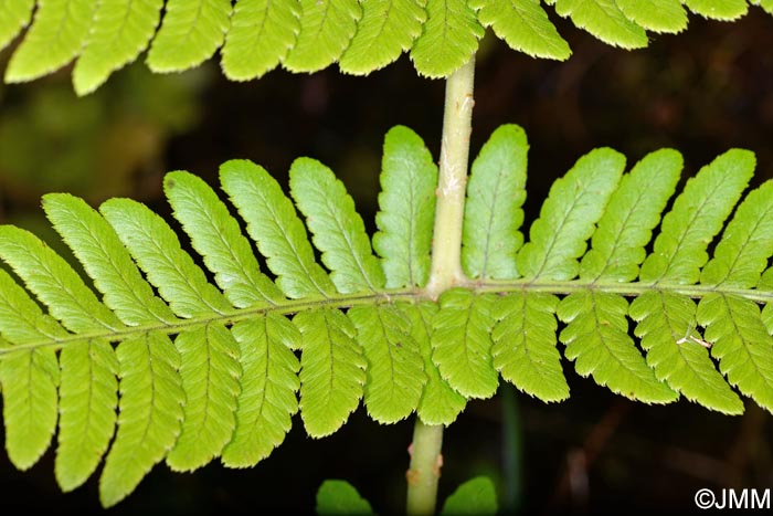 Dryopteris maderensis