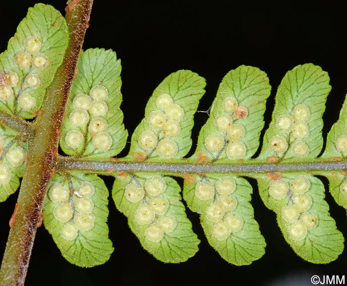 Dryopteris maderensis