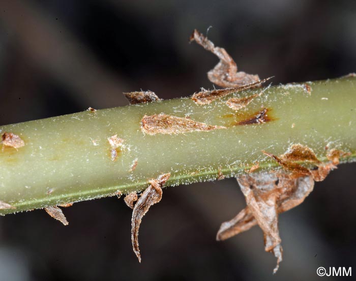 Dryopteris maderensis