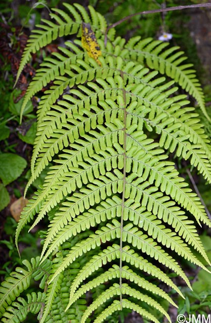 Dryopteris maderensis