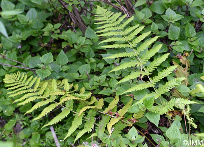 Dryopteris maderensis