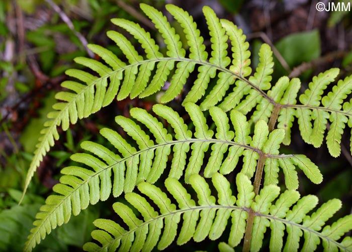 Dryopteris maderensis