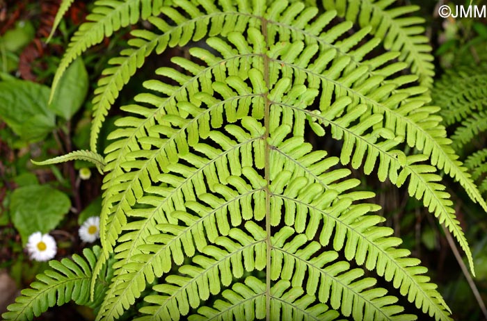 Dryopteris maderensis