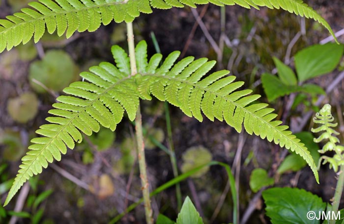 Dryopteris maderensis