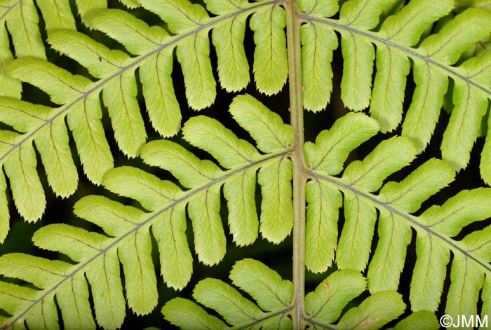 Dryopteris maderensis