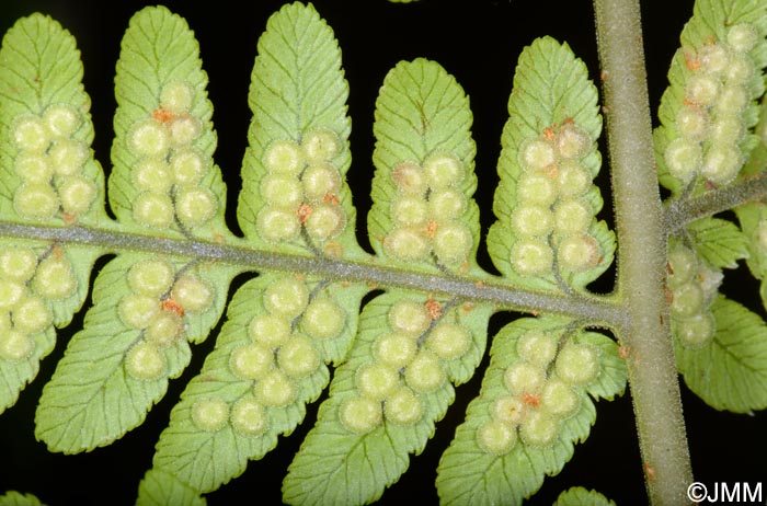 Dryopteris maderensis