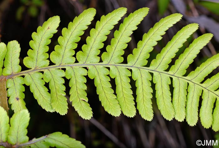 Dryopteris maderensis