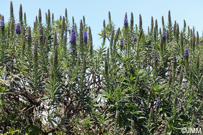 Echium candicans