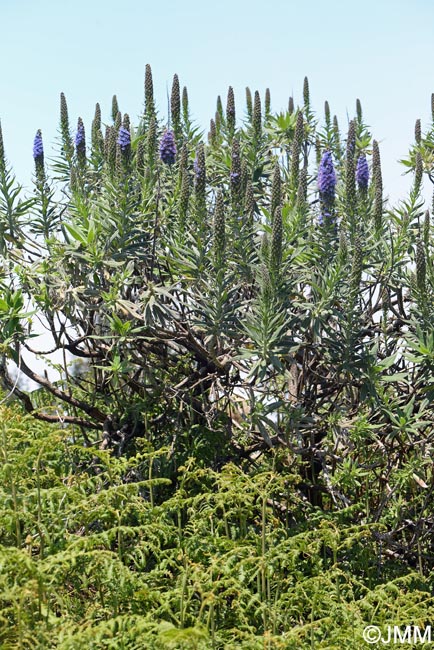 Echium candicans