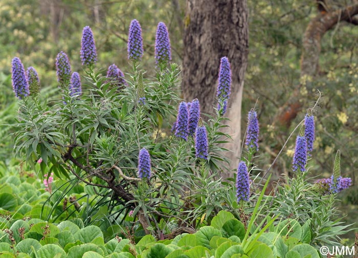 Echium candicans