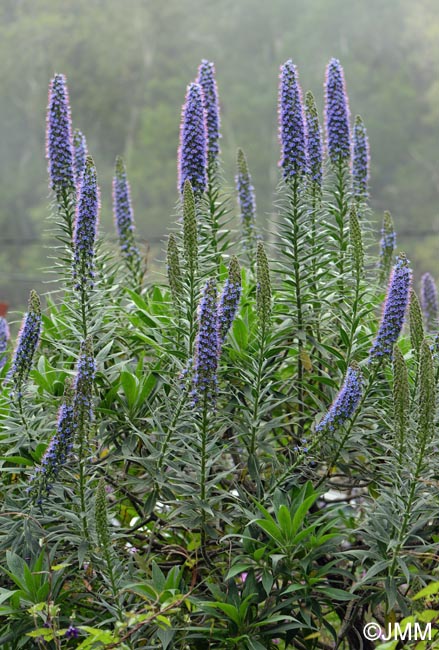 Echium candicans