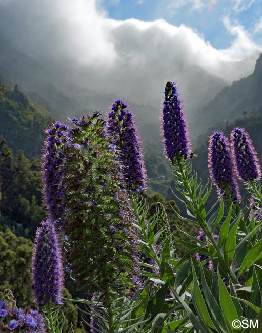 Echium candicans