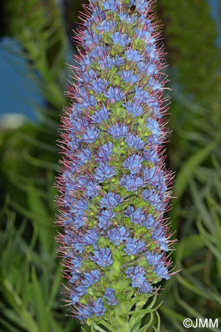 Echium candicans