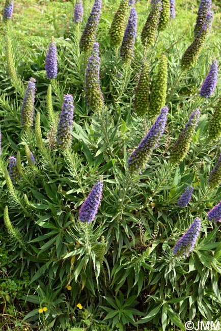 Echium candicans