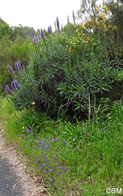 Echium plantagineum & Echium candicans