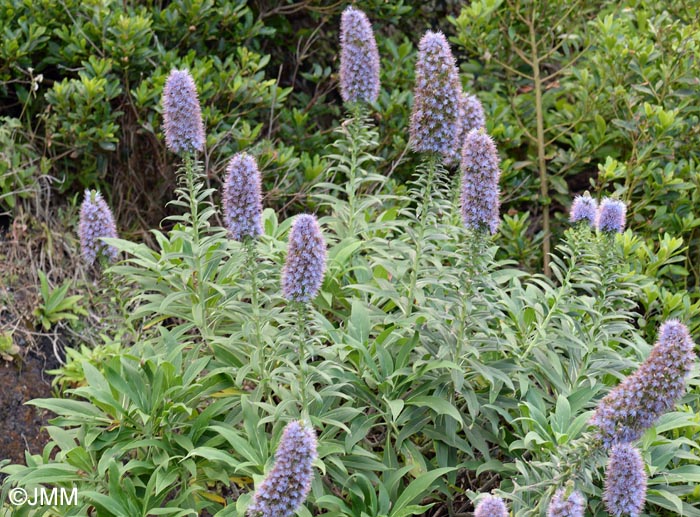 Echium nervosum