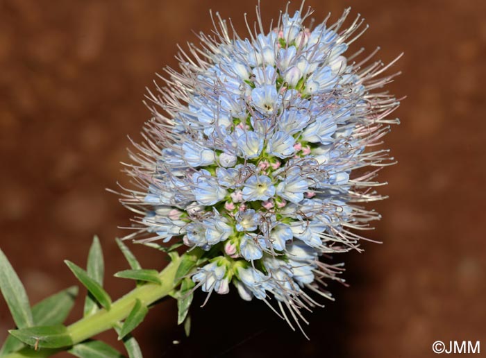 Echium nervosum