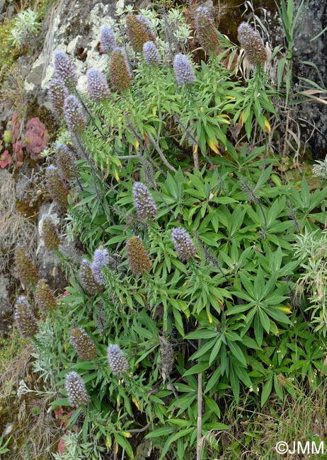 Echium nervosum