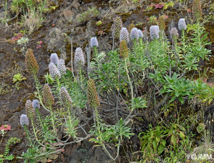 Echium nervosum