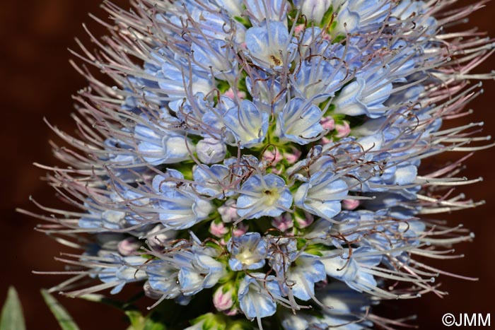 Echium nervosum