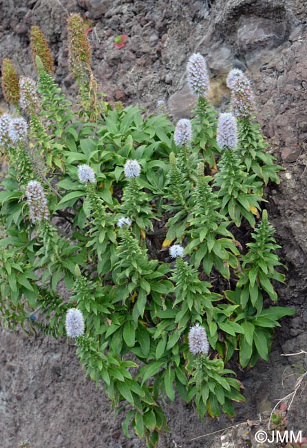 Echium nervosum