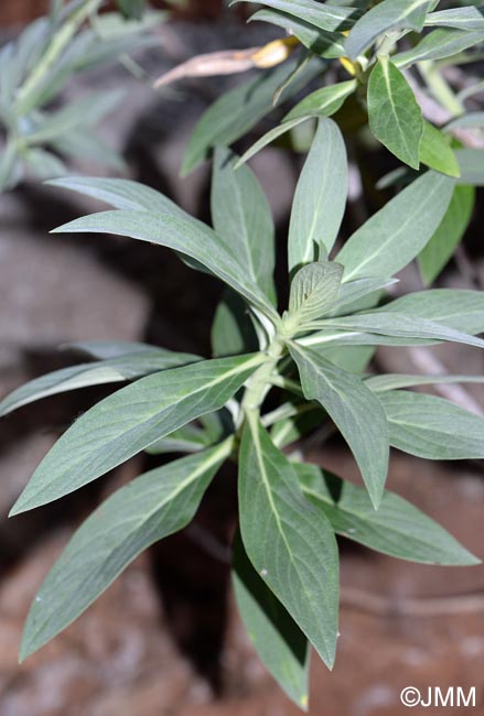 Echium nervosum