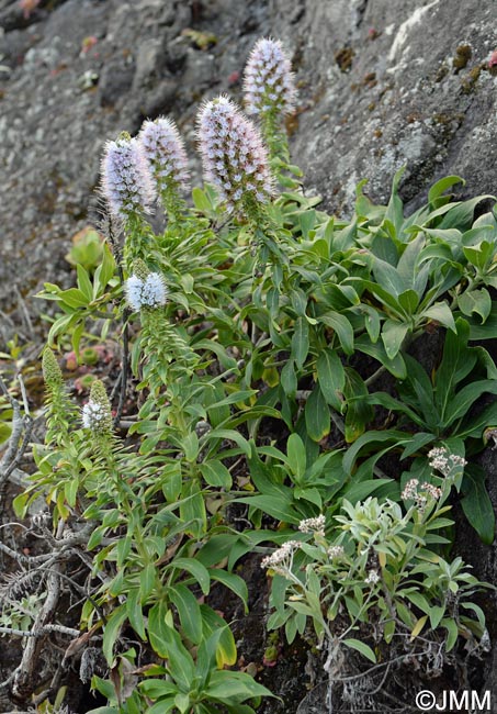 Echium nervosum & Helichrysum melaleucum