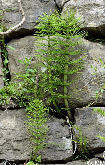 Equisetum telmateia