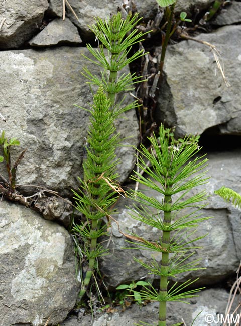 Equisetum telmateia