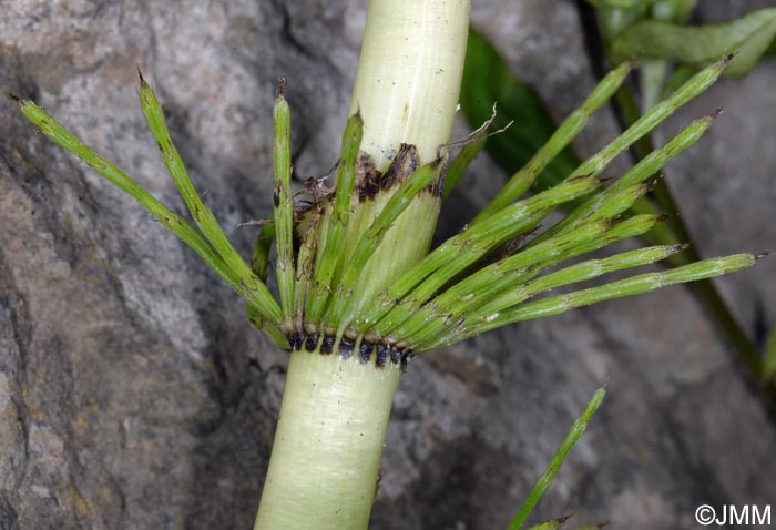 Equisetum telmateia