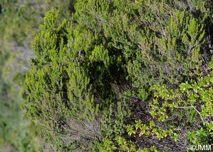 Erica platycodon subsp. maderincola