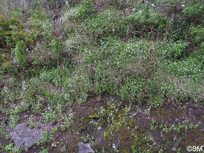 Erigeron karvinskianus