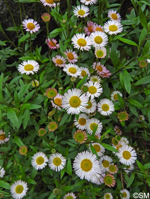 Erigeron karvinskianus