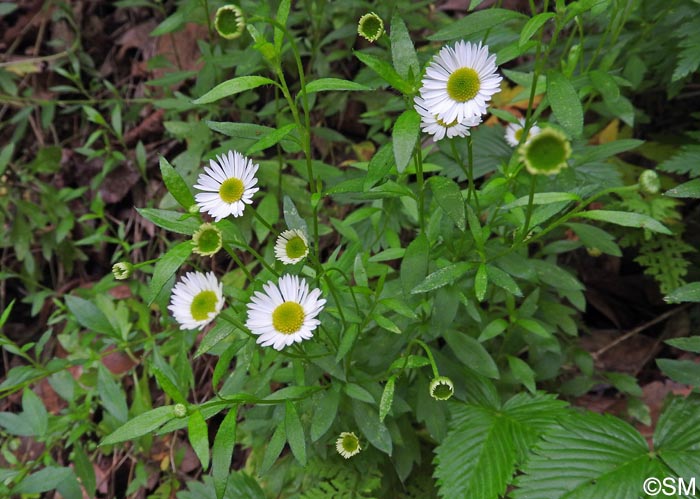 Erigeron karvinskianus