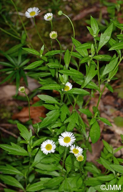 Erigeron karvinskianus