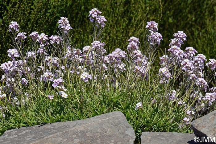 Erysimum arbuscula