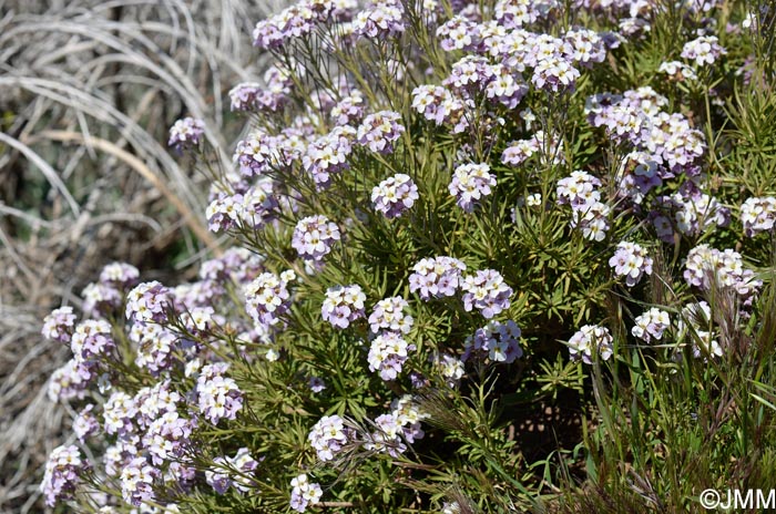 Erysimum arbuscula