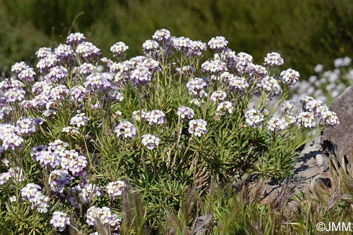 Erysimum arbuscula