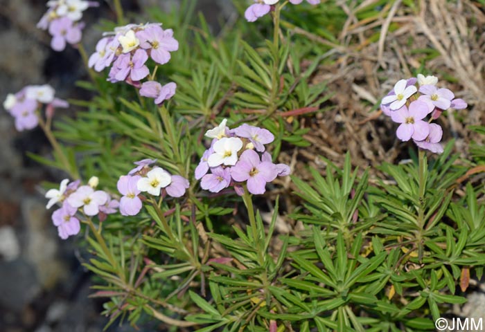 Erysimum bicolor