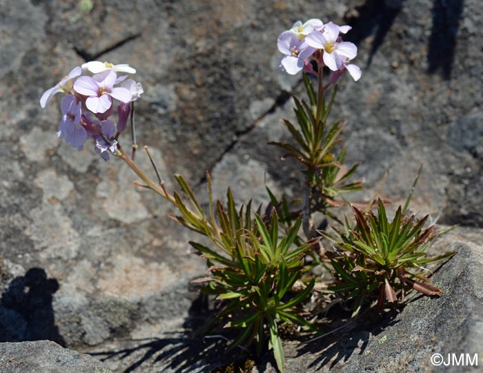 Erysimum bicolor