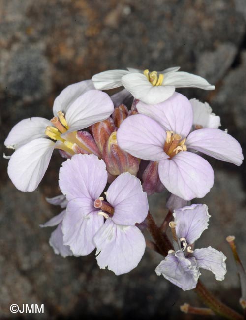 Erysimum bicolor